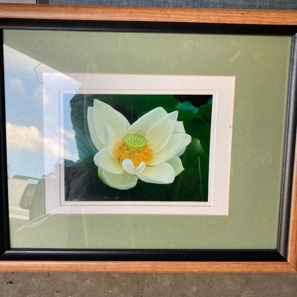 Magnoilia Flower Matted in Wooden Frame Signed - Picture 1 of 4